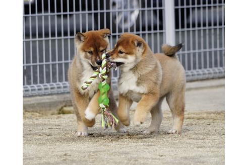 成約済の愛媛県の四国犬-366904の3枚目